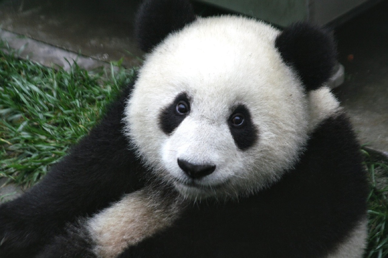 Panda-zoo